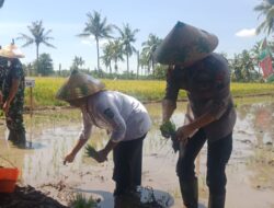 Melalui Via Daring Bersama Presiden Prabowo, Forkopimda Situbondo Tanam Padi Bersama