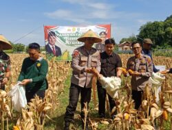 Pemkab Situbondo Target Tanam Jagung Luas 61.954 hektar
